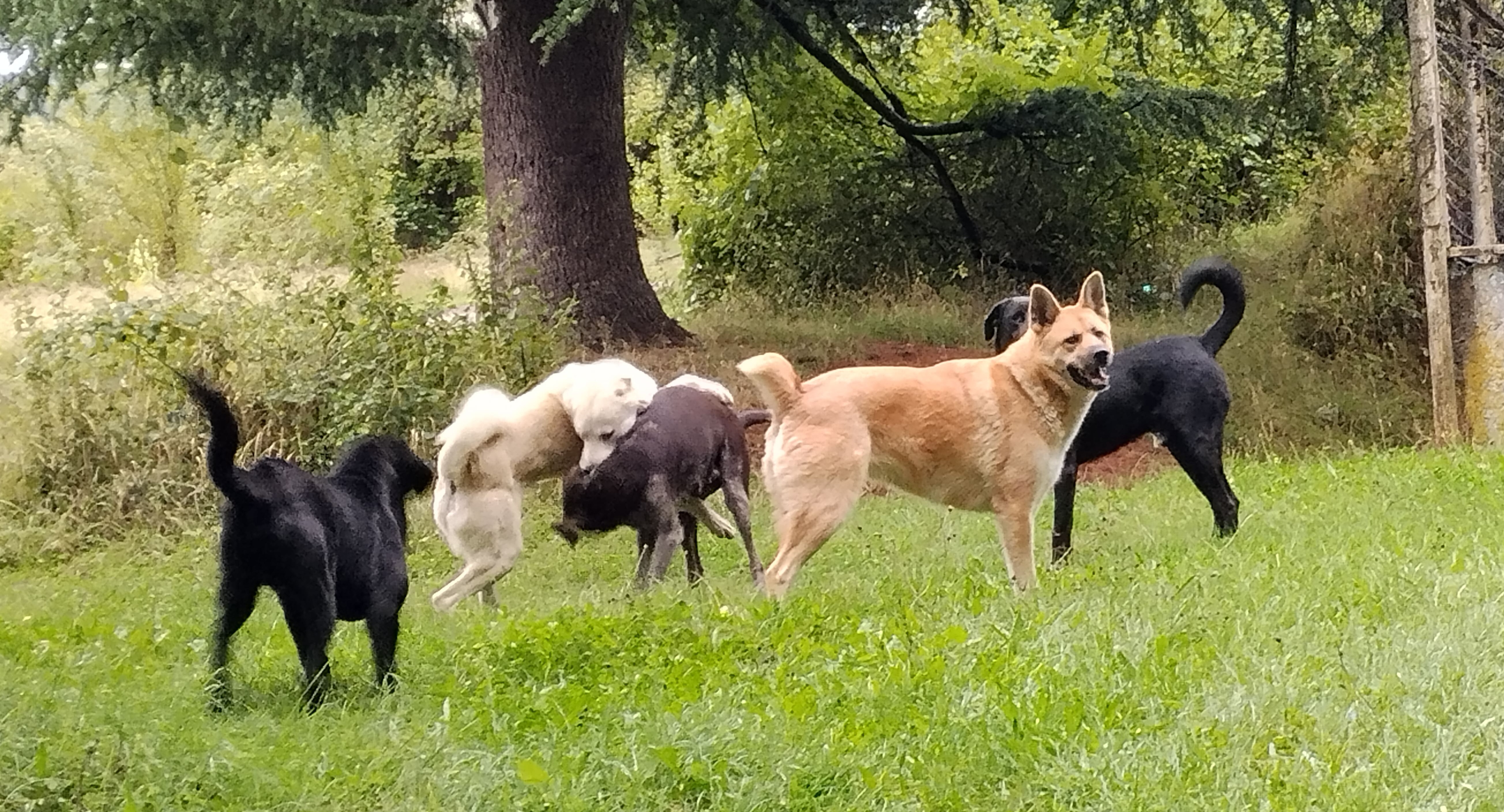 მეგობრობა და ჯიშები